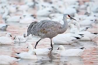 Sandhill Crane Amid Ross Goose Flock Wayne Lynch ©
